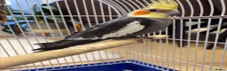 Cockatiels birds for sale: 15 month old male cockatiel - Advert 11