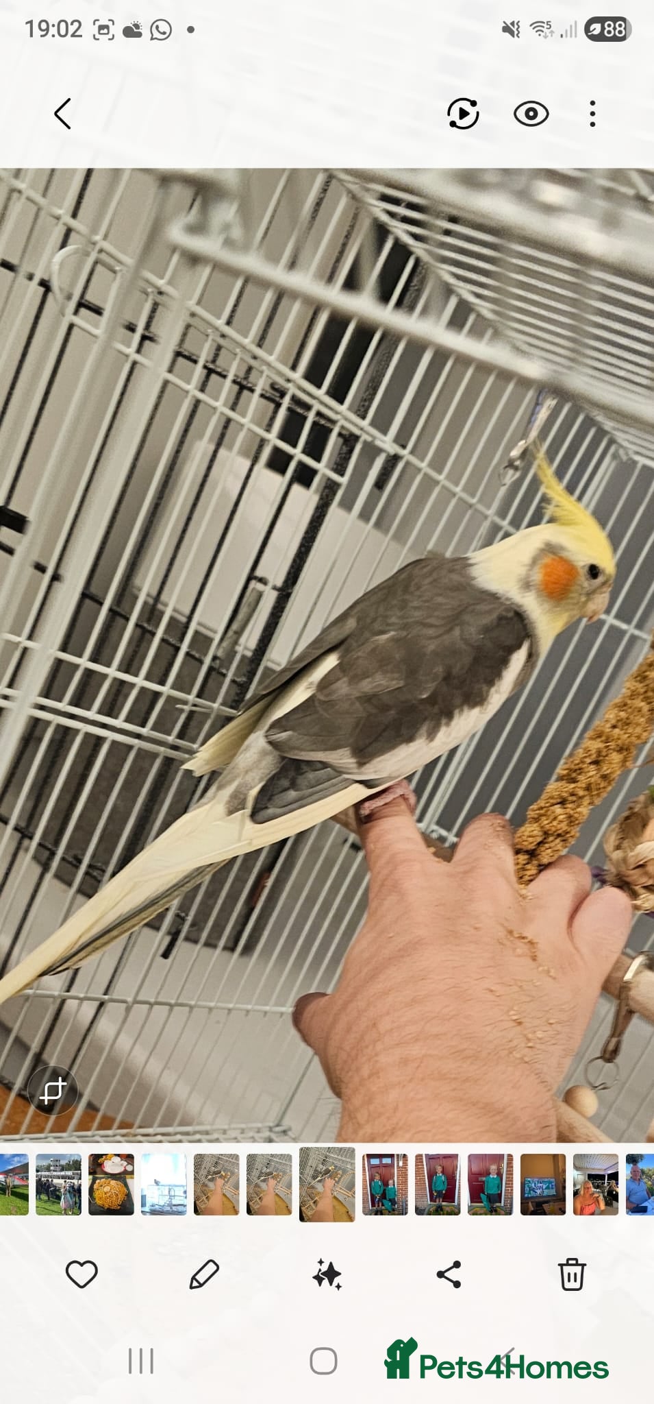 Cockatiels birds Cockatiel Looking for a Loving Home - Advert 2