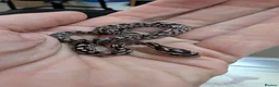 Corn Snake reptiles for sale: Okeetee Corn snakes  in Taunton - Advert 4