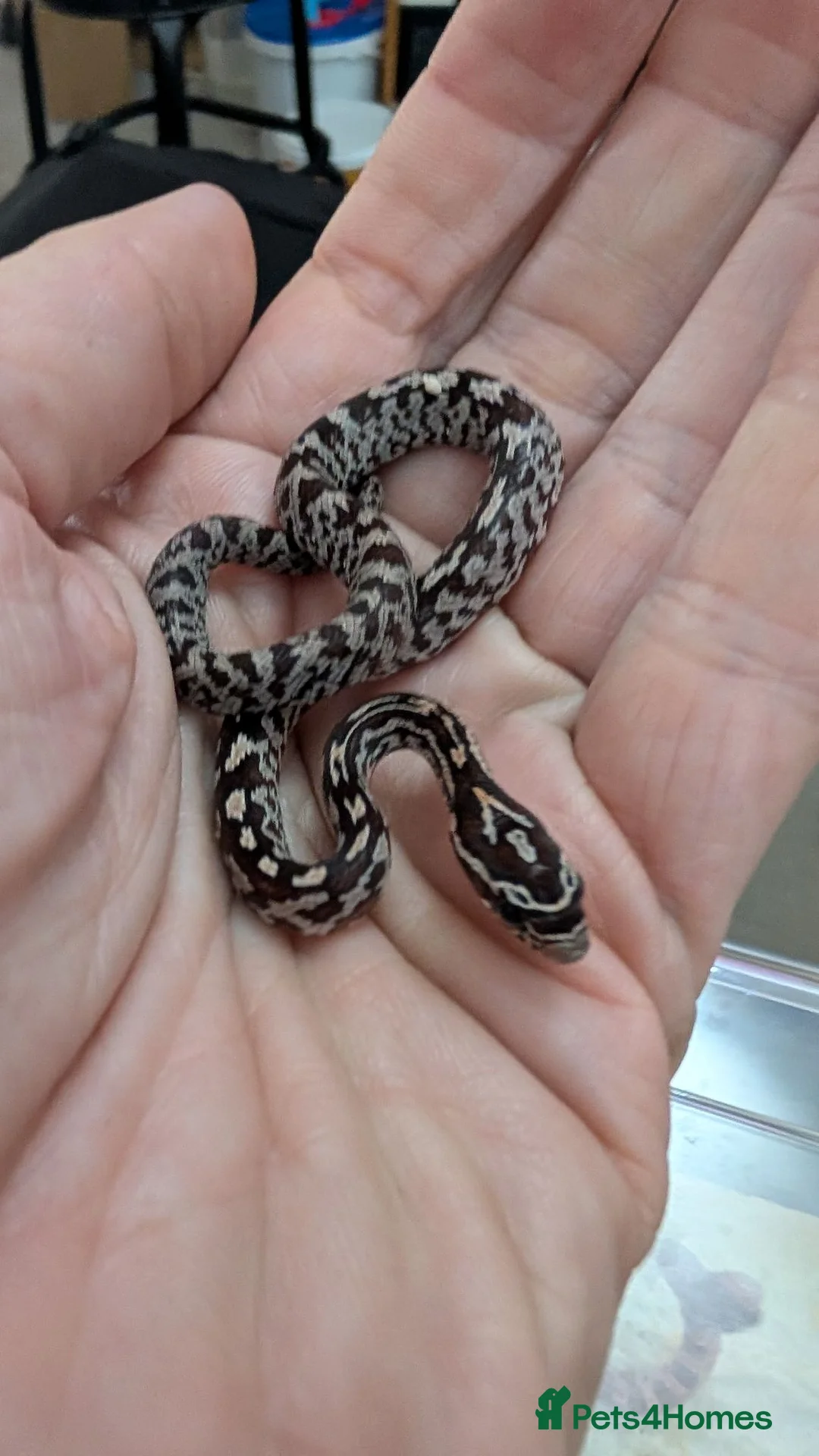 Corn Snake reptiles for sale: Okeetee Corn snakes  in Taunton - Advert 4