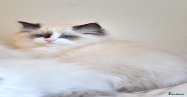 Ragdoll cats - Advert 3
