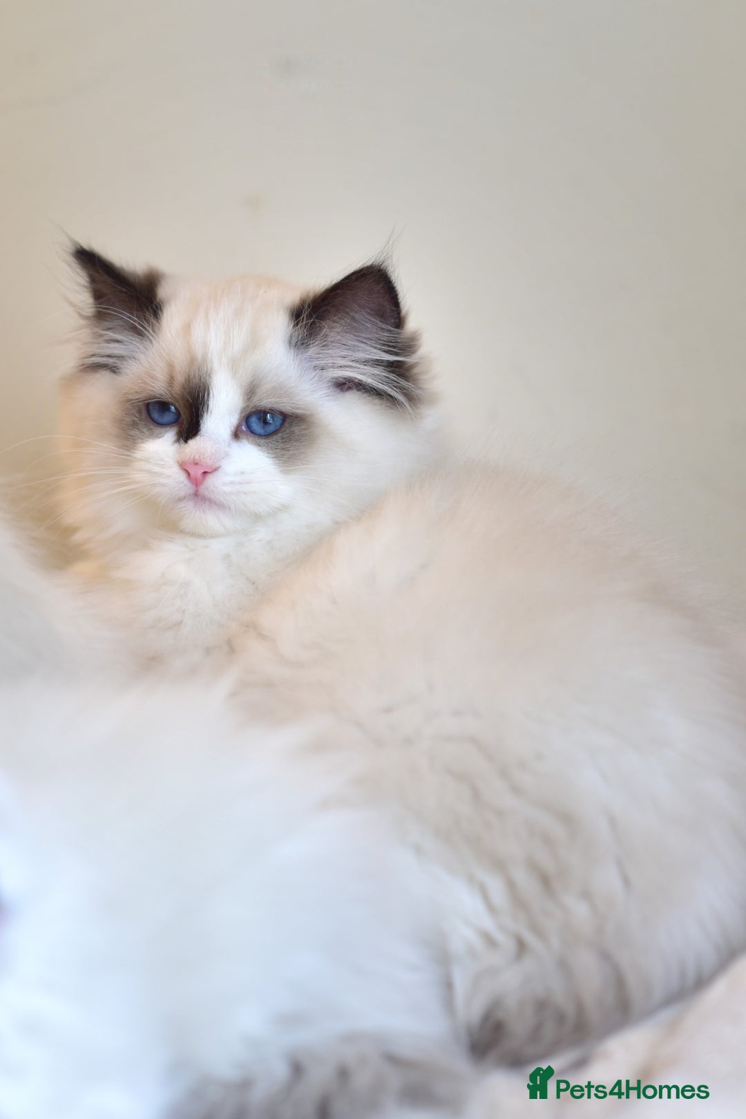 Ragdoll cats for sale: Tica registered Health checked Ragdoll girl - Image 2