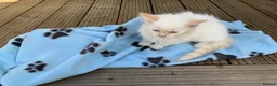 Ragdoll cats for sale: 5 ABSOLUTELY SYUNNING RAGDOLLS  - Advert 11