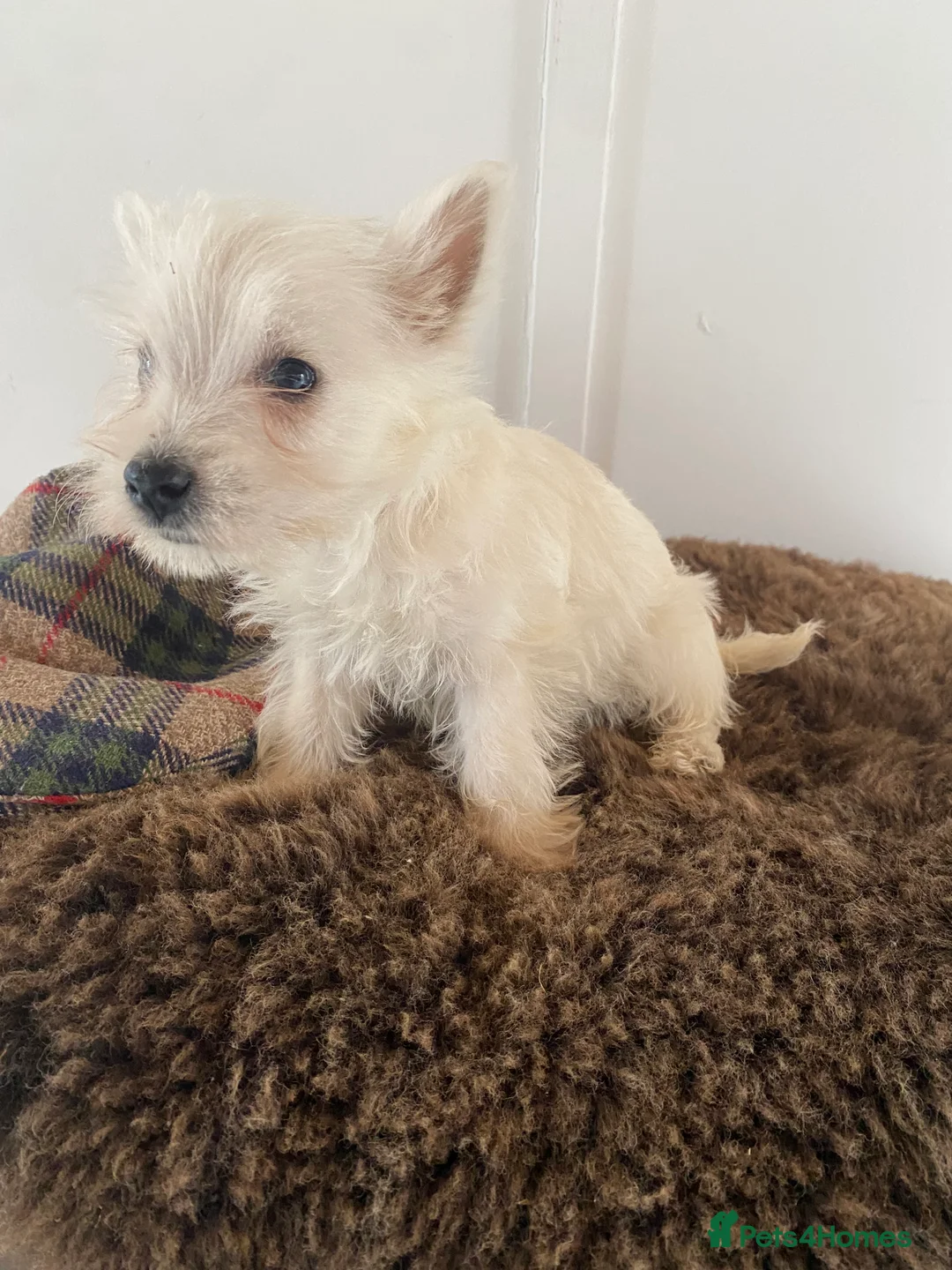 West Highland Terrier dogs for sale: West highland terrier  - Advert 18