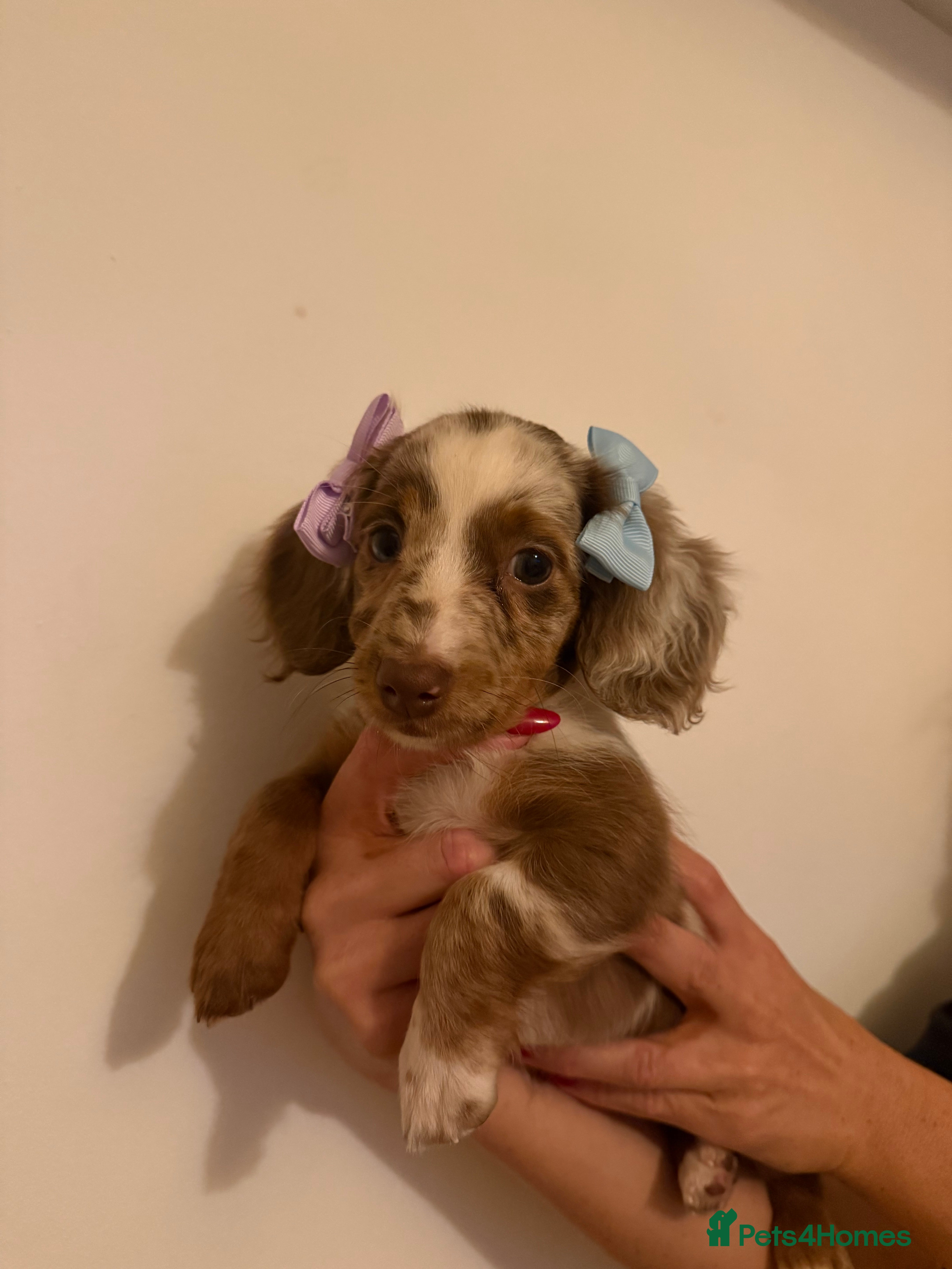 Miniature Dachshund dogs Puddles 7 month old miniature Dachshund Girl 💖 - Advert 1