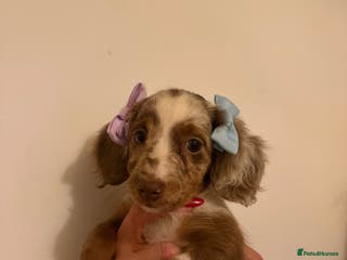 Miniature Dachshund dogs Puddles 7 month old miniature Dachshund Girl 💖 - Advert 1