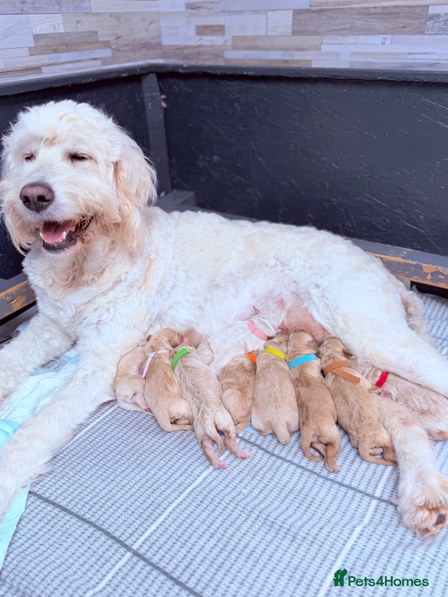 Goldendoodle dogs Beautiful Goldendoodle Puppies Available  - Advert 1