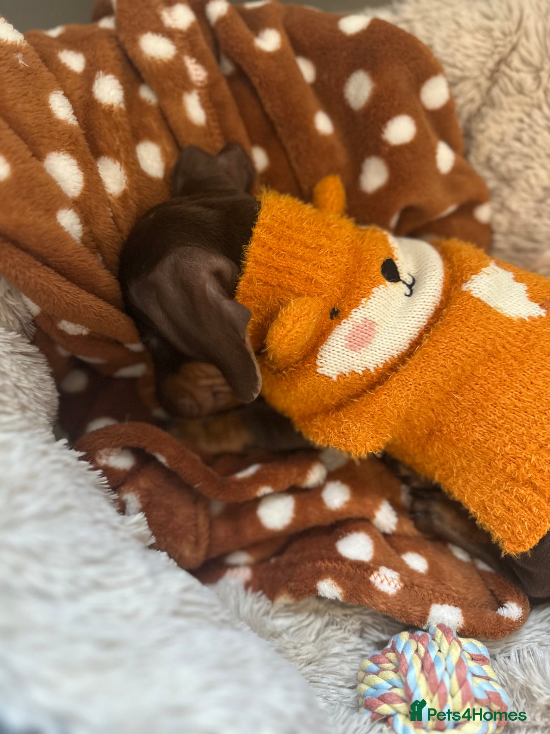 Miniature Dachshund dogs for sale: Female Miniature Dachshund  - Image 2