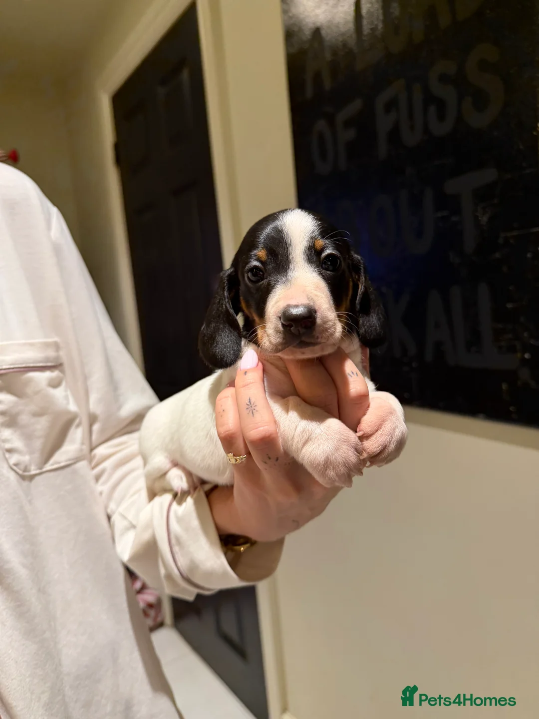 Miniature Dachshund dogs for sale: REDUCED Venus Rocket and Comet piebald dachshunds  - Advert 13