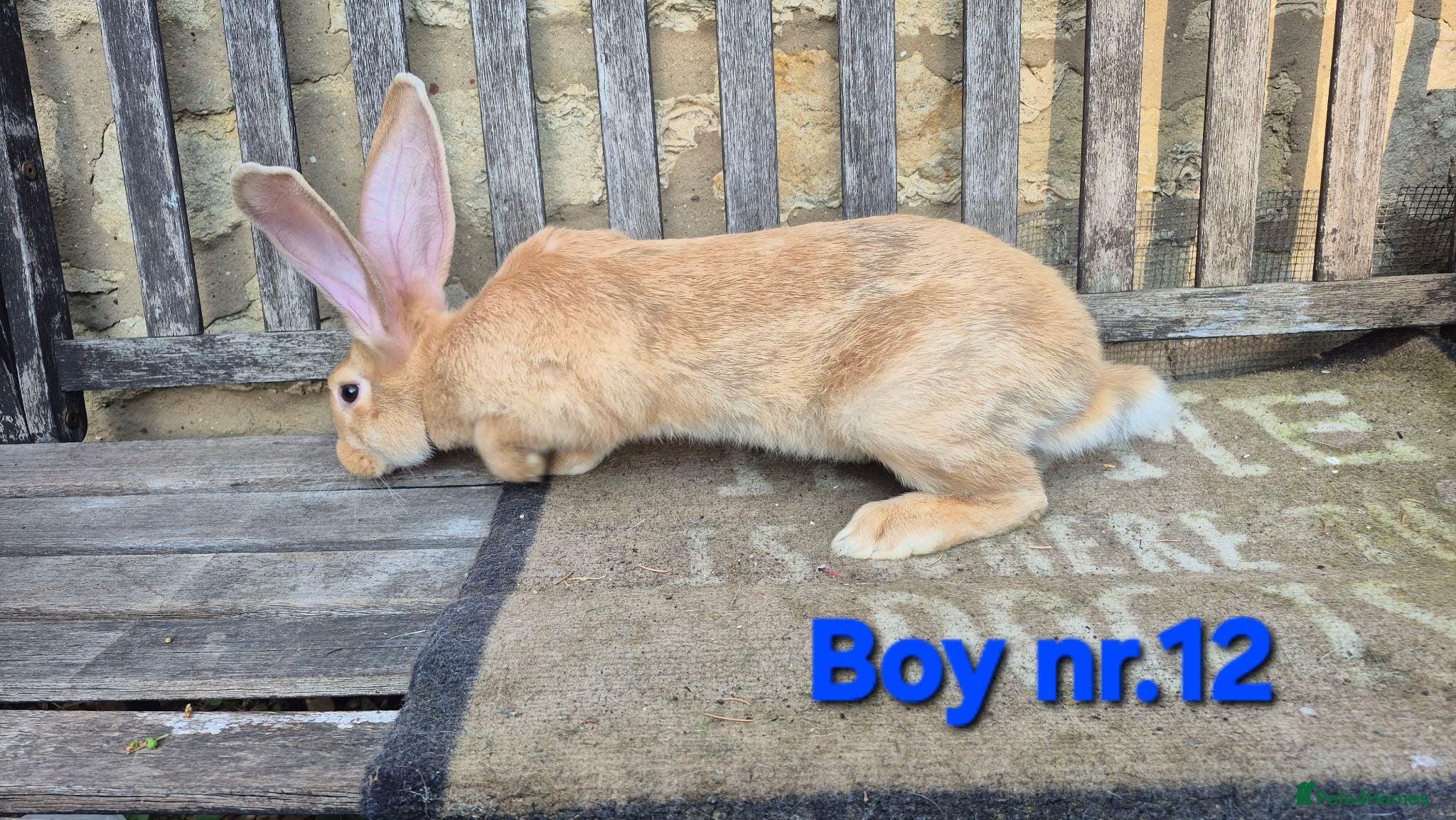 Continental Giant rabbits VACCINATED Pure Continental Giant  - Advert 1