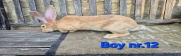 Continental Giant rabbits for sale: VACCINATED Pure Continental Giant  - Advert 8