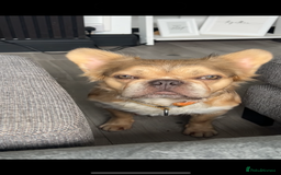 French Bulldog dogs for sale: Fluffy frenchie isabella sable - Image 2