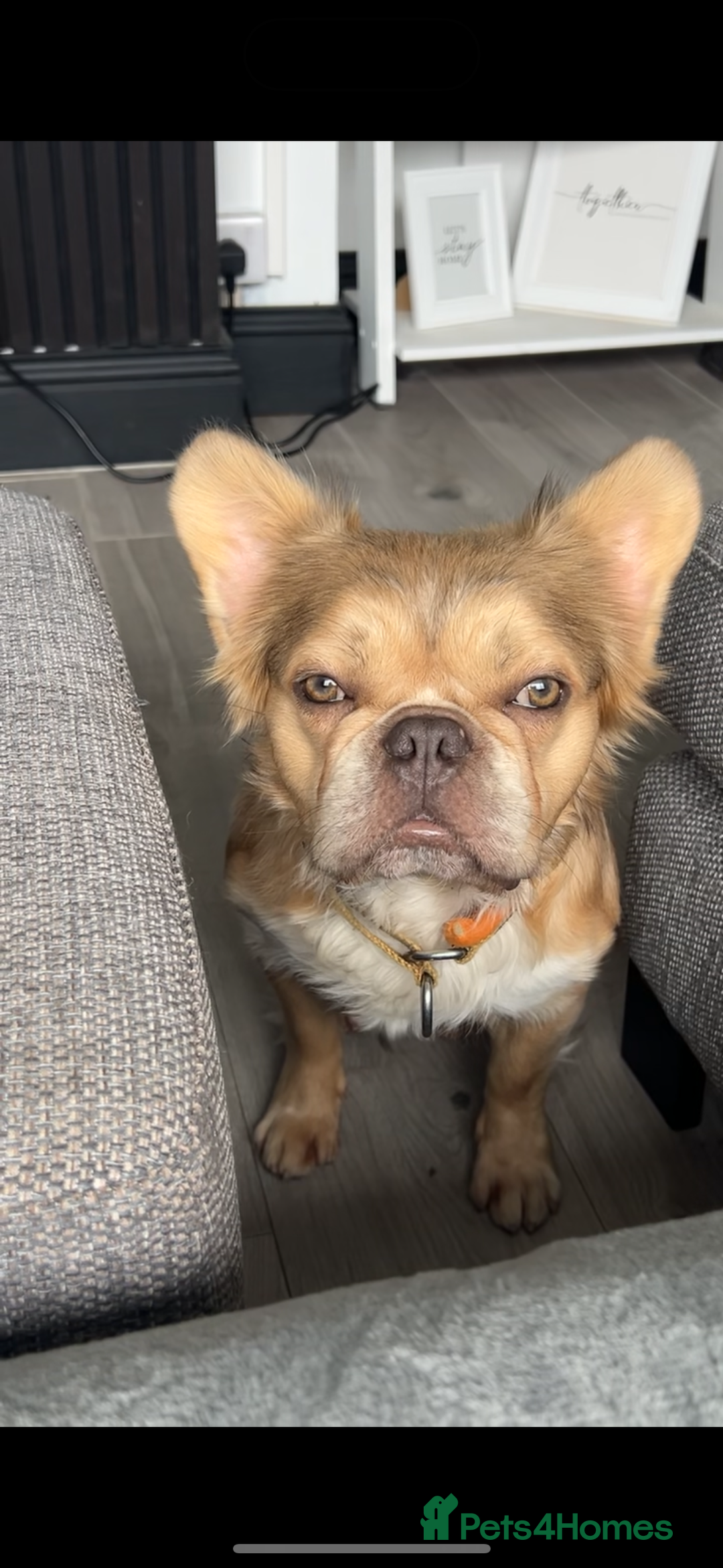 French Bulldog dogs for sale: Fluffy frenchie isabella sable - Image 2