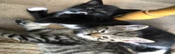 Mixed Breed cats for sale: Little darlings looking for loving homes - Advert 7