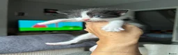 Mixed Breed cats for sale: 4 female kittens - Advert 3