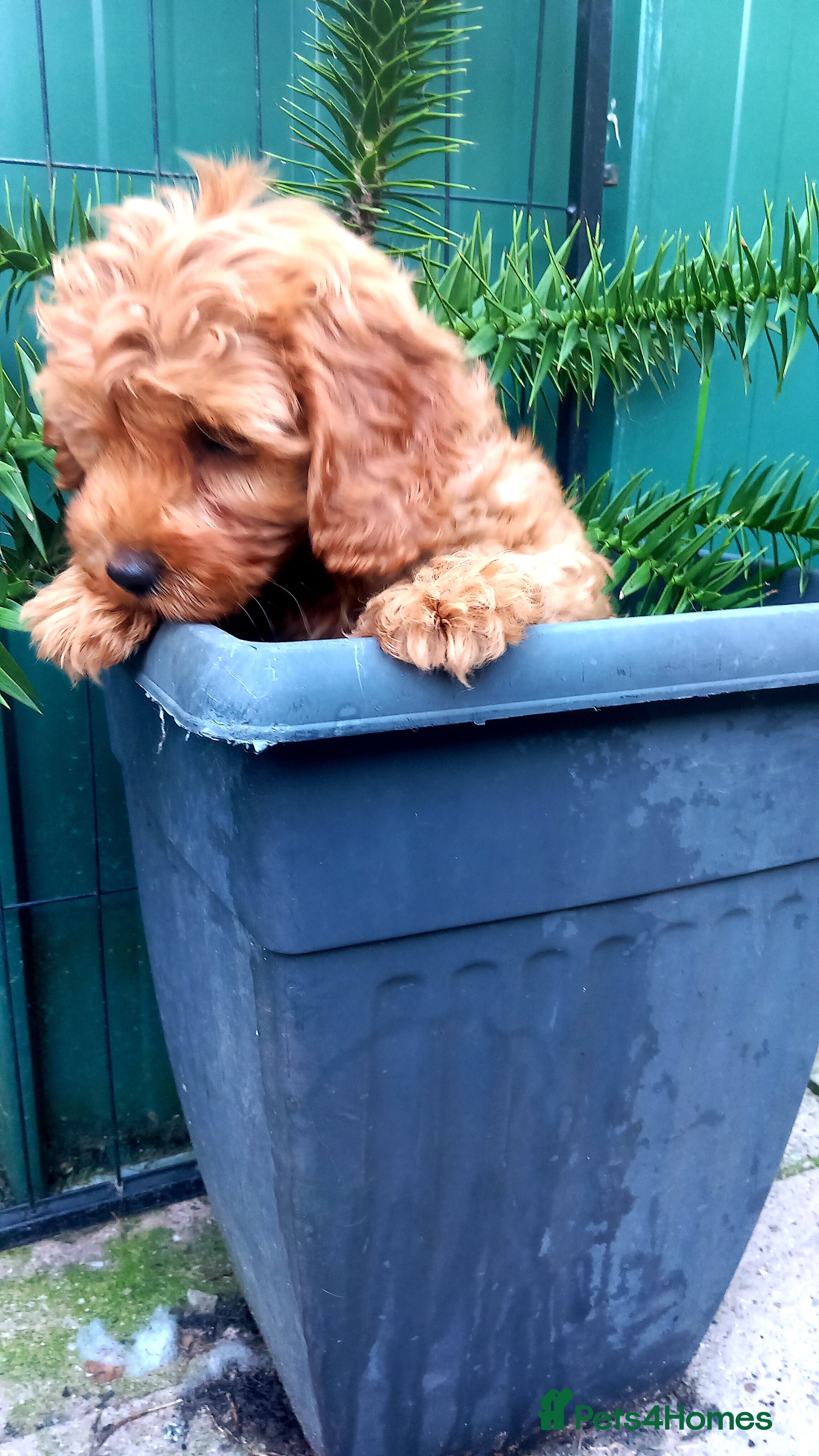 Cavapoo dogs 2 LEFT!! 4 Weeks free insurance  - Advert 2