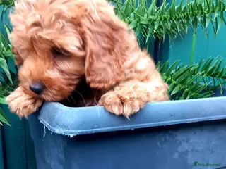 Cavapoo dogs 2 LEFT!! 4 Weeks free insurance - Advert 1