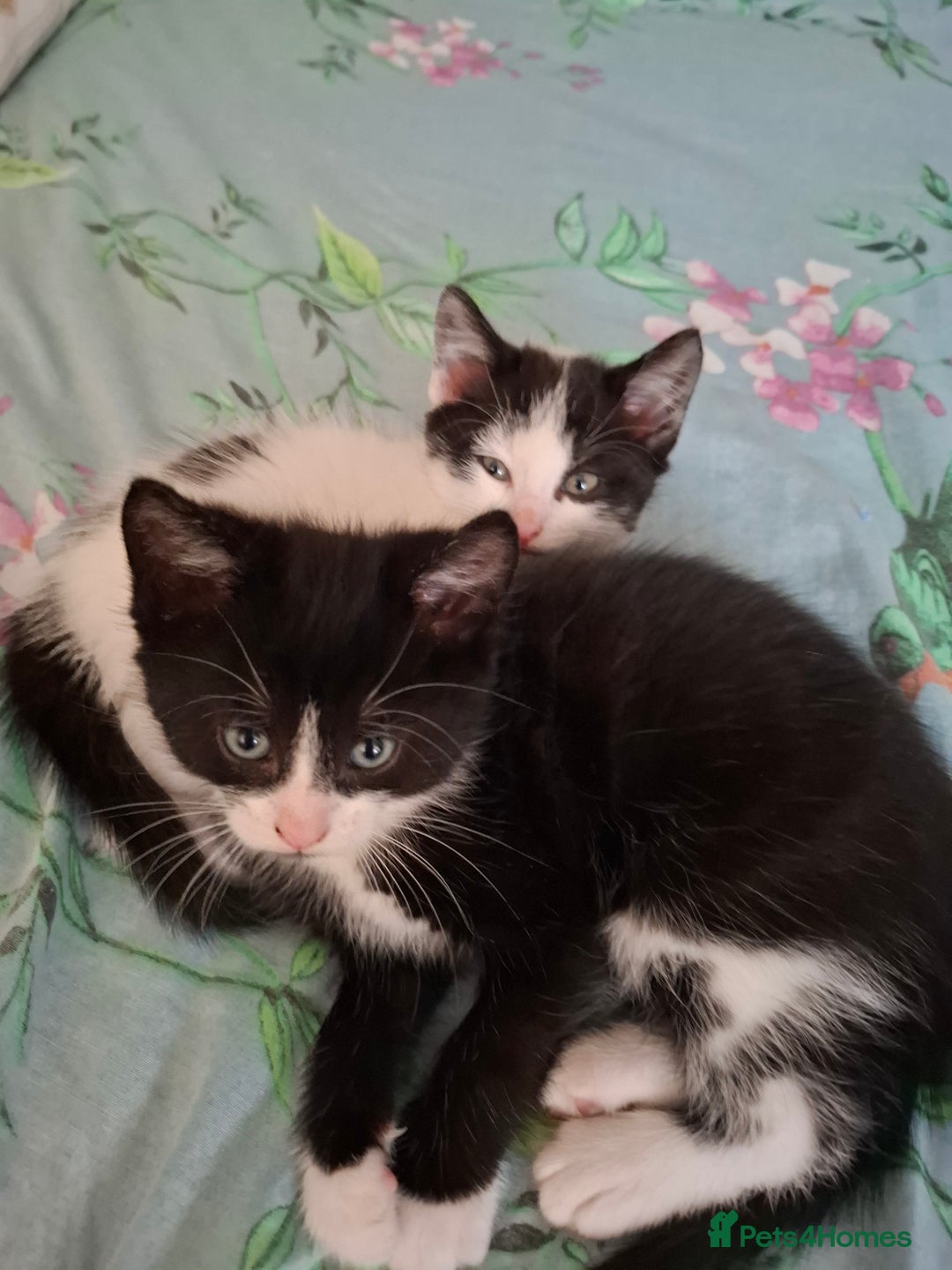 Mixed Breed cats for sale: seven funny kittens - Image 11