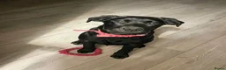 Labrador Retriever dogs for sale: Roxy 9 month old Labrador - Advert 3