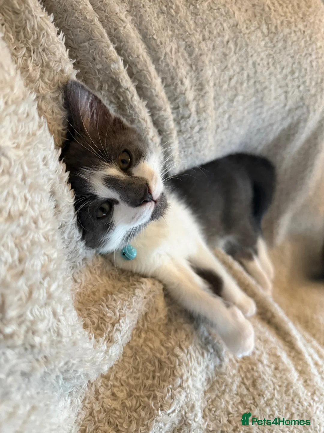 Mixed Breed cats for sale: Gorgeous white and grey male  - Advert 7