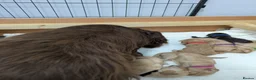 Cockapoo dogs for sale: GORGEOUS F1 COCKAPOOS  - Advert 10