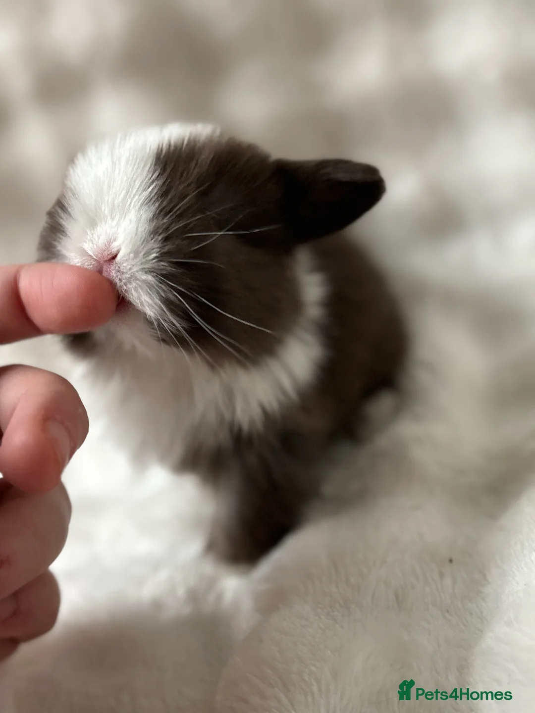 Mini Lop rabbits for sale: Beautiful Pure Bred Mini Lops - Advert 8