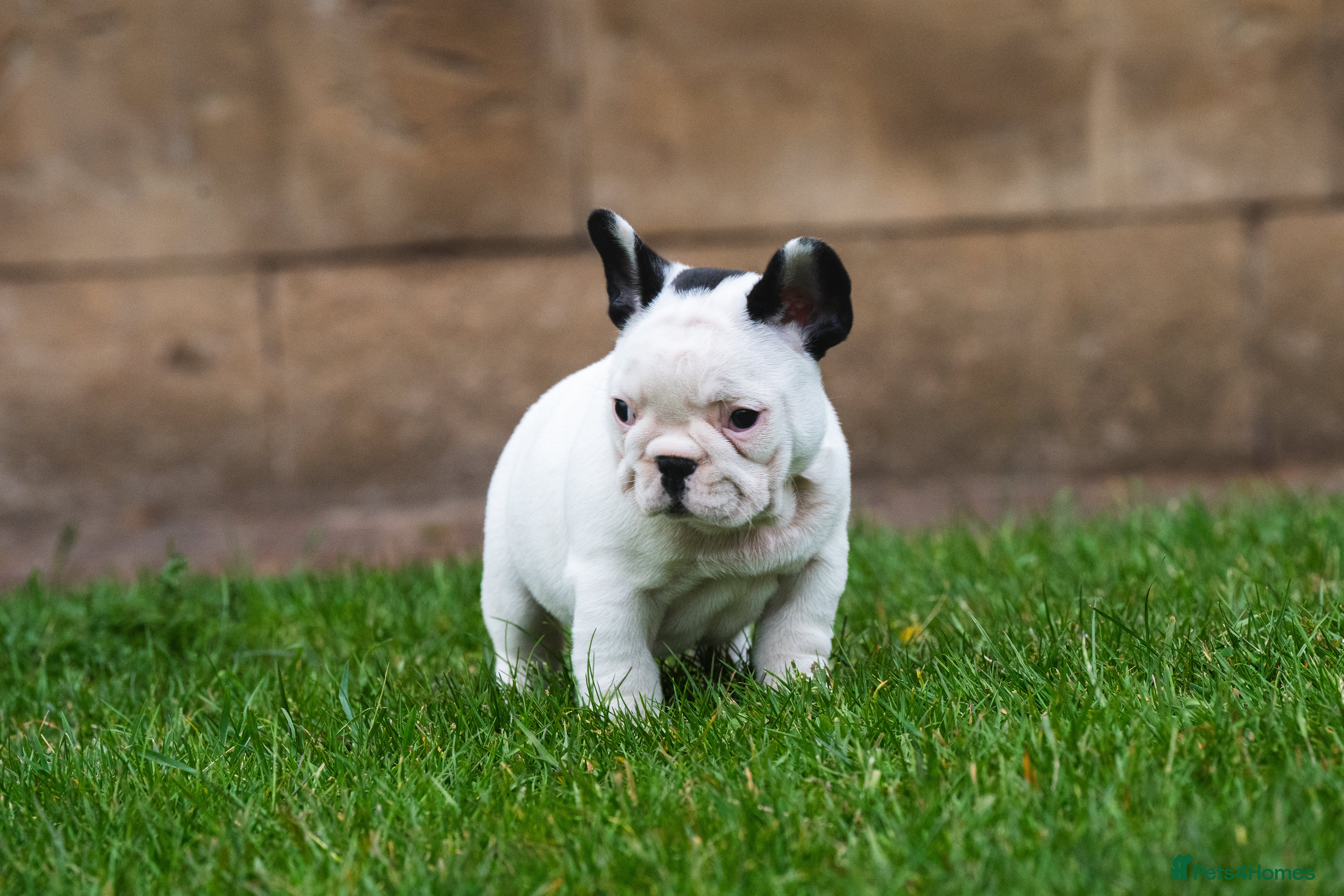 French Bulldog dogs for sale: KC fully health genetic & tested puppies - Advert 9