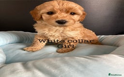 Cockapoo dogs for sale: Cockapoo F1B puppies 🐶Now Ready to leave🐶  - Image 18