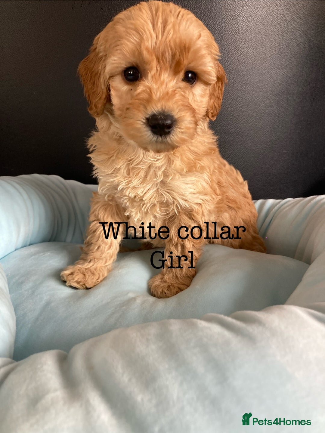 Cockapoo dogs for sale: Cockapoo F1B puppies 🐶Now Ready to leave🐶  - Image 18