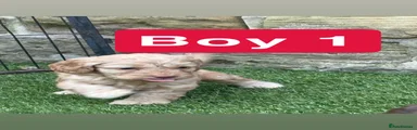 Cockapoo 1