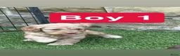 Cockapoo dogs for sale: Beautiful Cockapoo puppies  - Advert 14