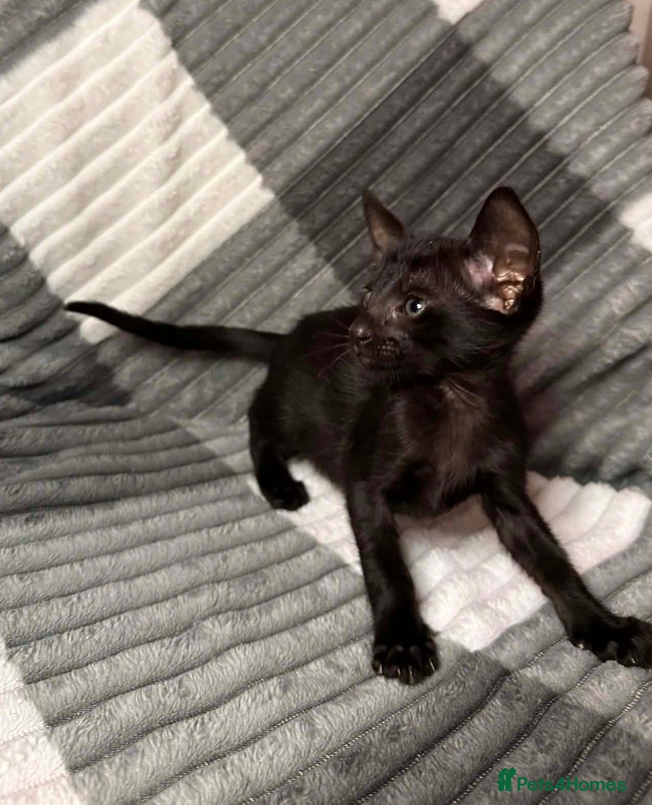 Oriental cats Little kittens looking for home, GCCF registered  - Advert 2