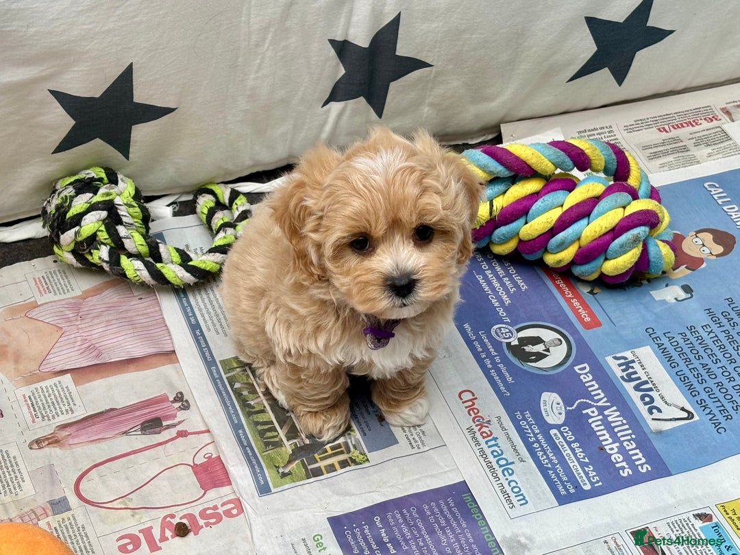 Maltipoo dogs for sale: ADORABLE F1 MALTIPOO PUPPIES DNA TESTED  - Image 20