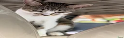 Domestic Shorthair cats for sale: Female Cat Our lucky queen  - Advert 5