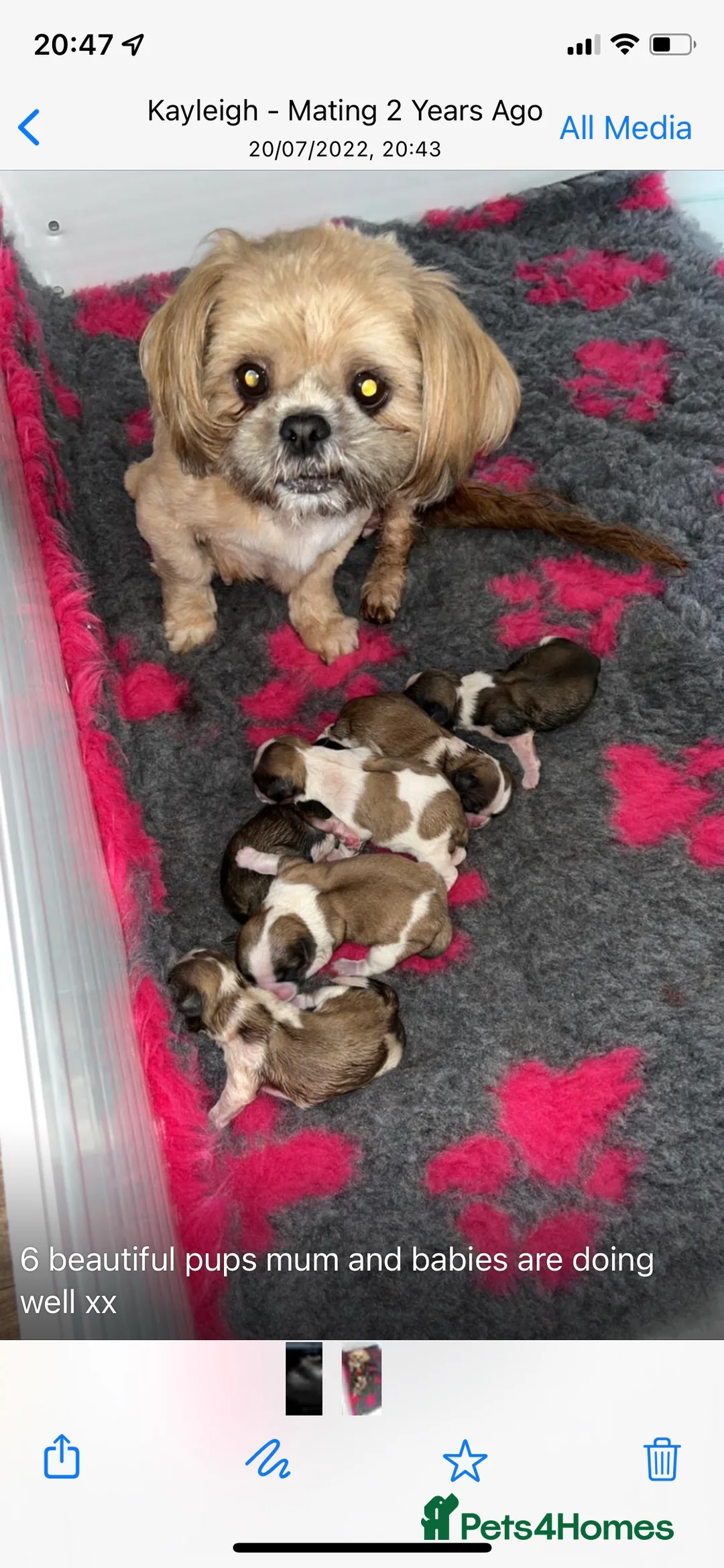 Shih Tzu dogs for stud: KC registered , beautiful stud dog in Cullompton - Advert 10