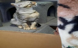 Bengal cats for sale: STUNNING GLITTER PELTED TICA REG BENGAL KITTENS - Image 27