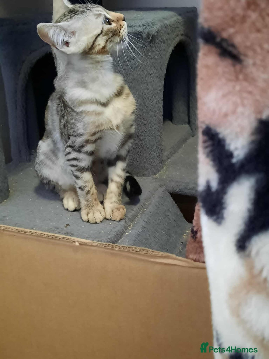 Bengal cats for sale: STUNNING GLITTER PELTED TICA REG BENGAL KITTENS - Image 27