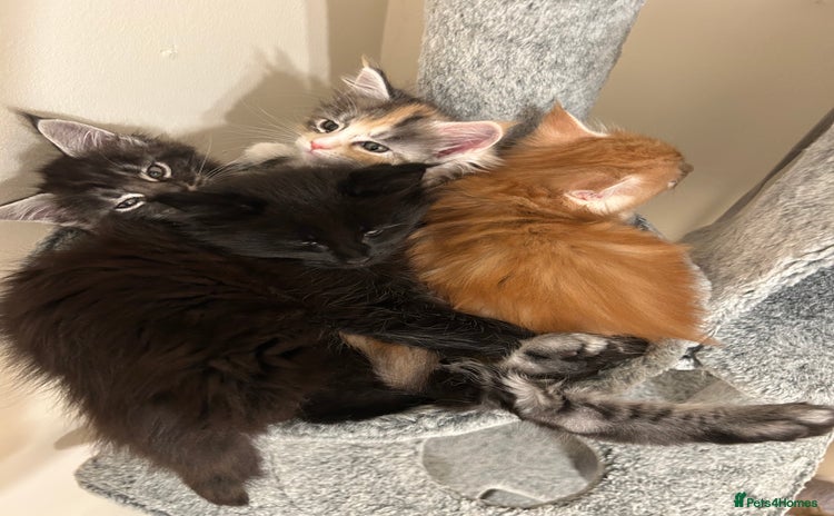 Maine Coon cats GCCF Reg. Maine Coon Kittens, great temperament  - Advert 2