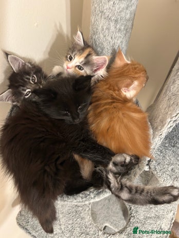 Maine Coon cats GCCF Reg. Maine Coon Kittens, great temperament - Advert 1