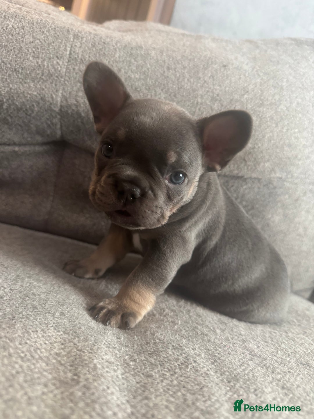 French Bulldog dogs for sale: French Bulldog Puppies - Advert 24