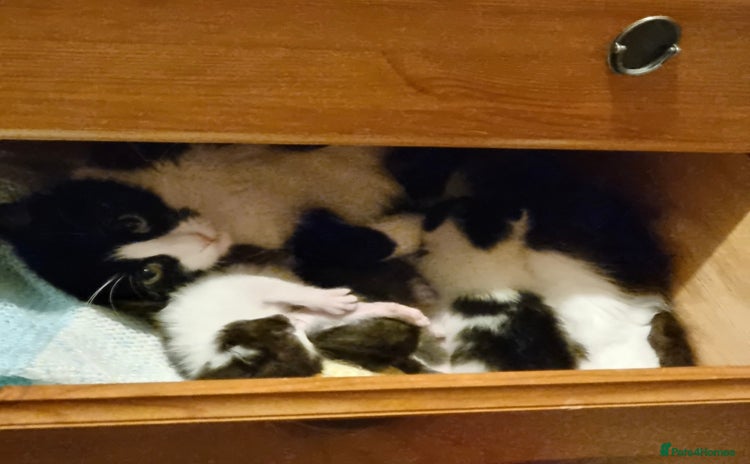 Domestic Shorthair cats - Advert 1