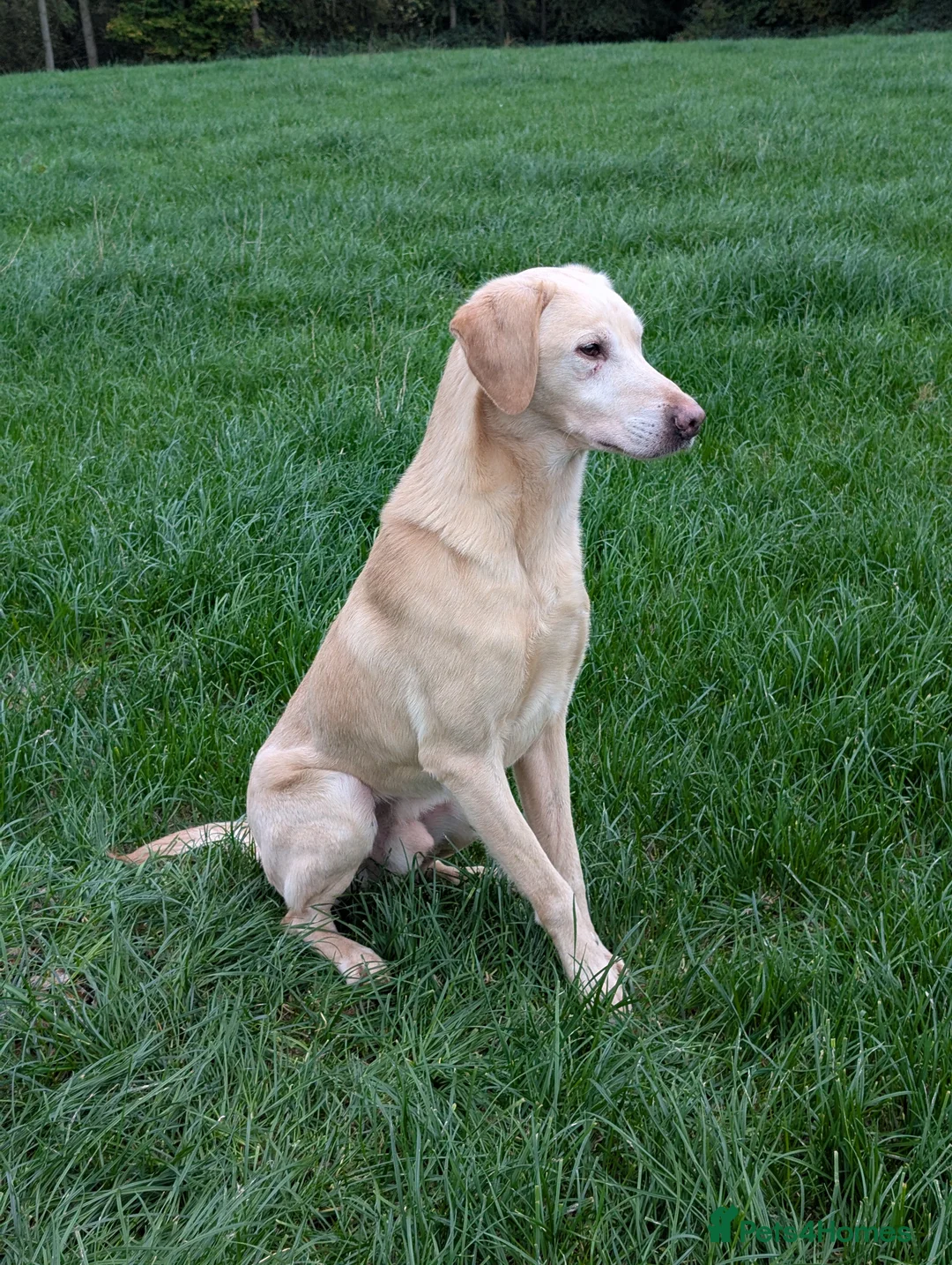 Labrador Retriever dogs for sale: Working bred yellow lab pups - Advert 6