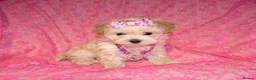 Maltipoo dogs for sale: *Apricot F1 Maltese x Toy Poodle Maltipoo Puppy* - Advert 15