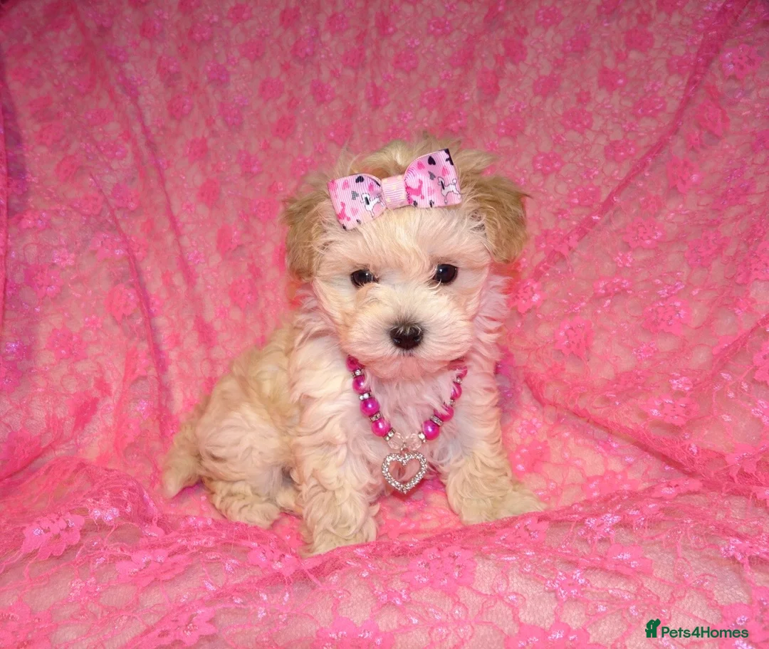 Maltipoo dogs for sale: *Apricot F1 Maltese x Toy Poodle Maltipoo Puppy* - Advert 15
