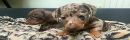 Miniature Dachshund dogs for sale: Funny happy miniature dachshund puppies - Advert 33