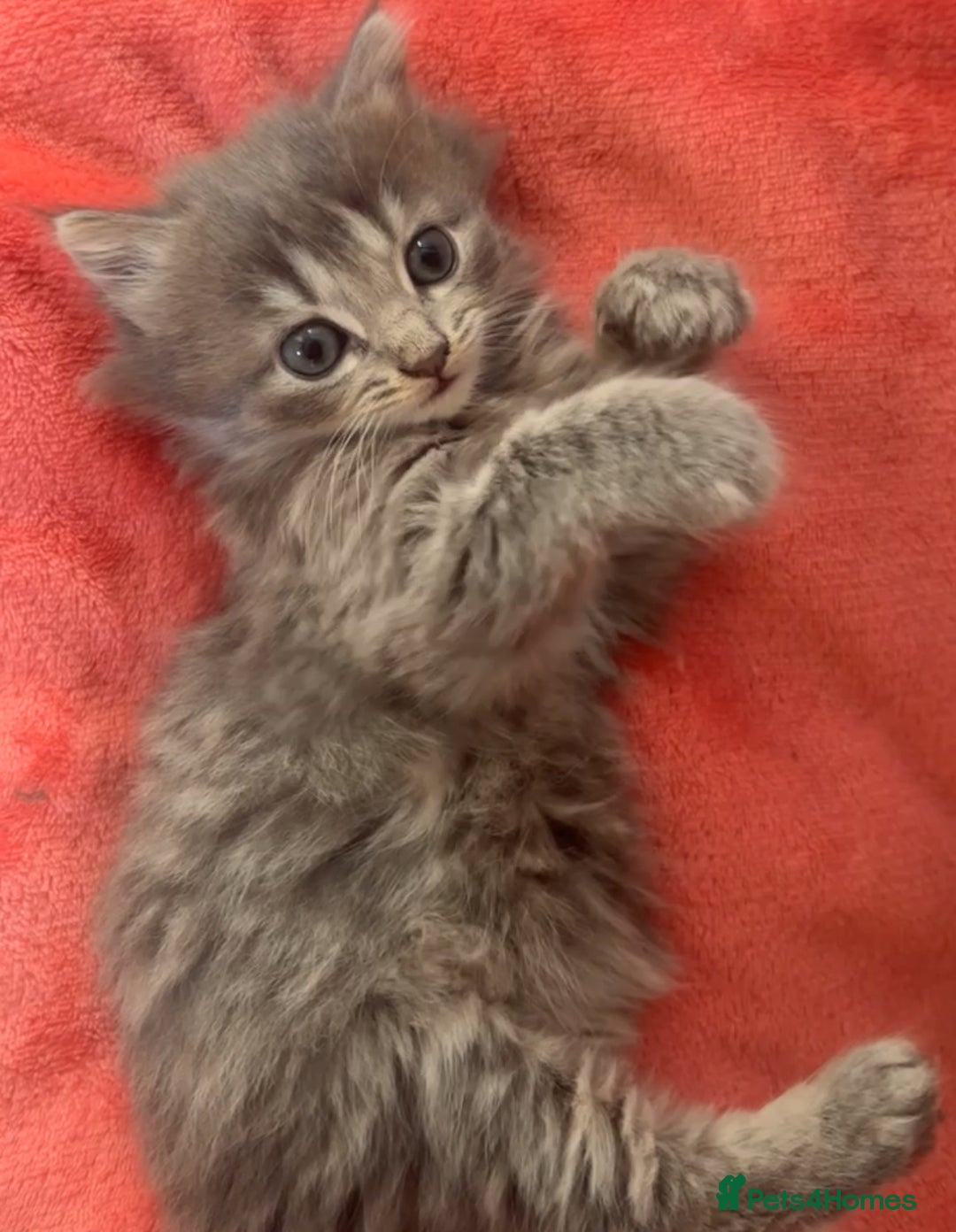 Domestic Shorthair cats for sale: Tabby long haired female  - Advert 2