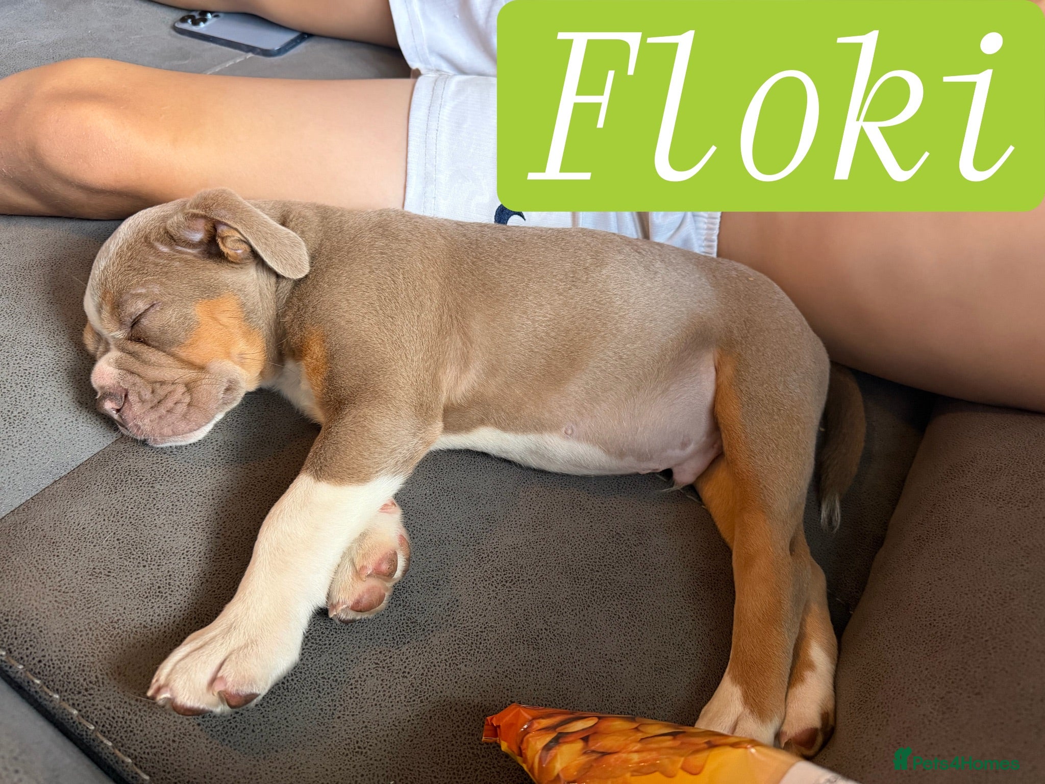 Olde English Bulldogge dogs Olde English bulldogge puppies - Advert 2