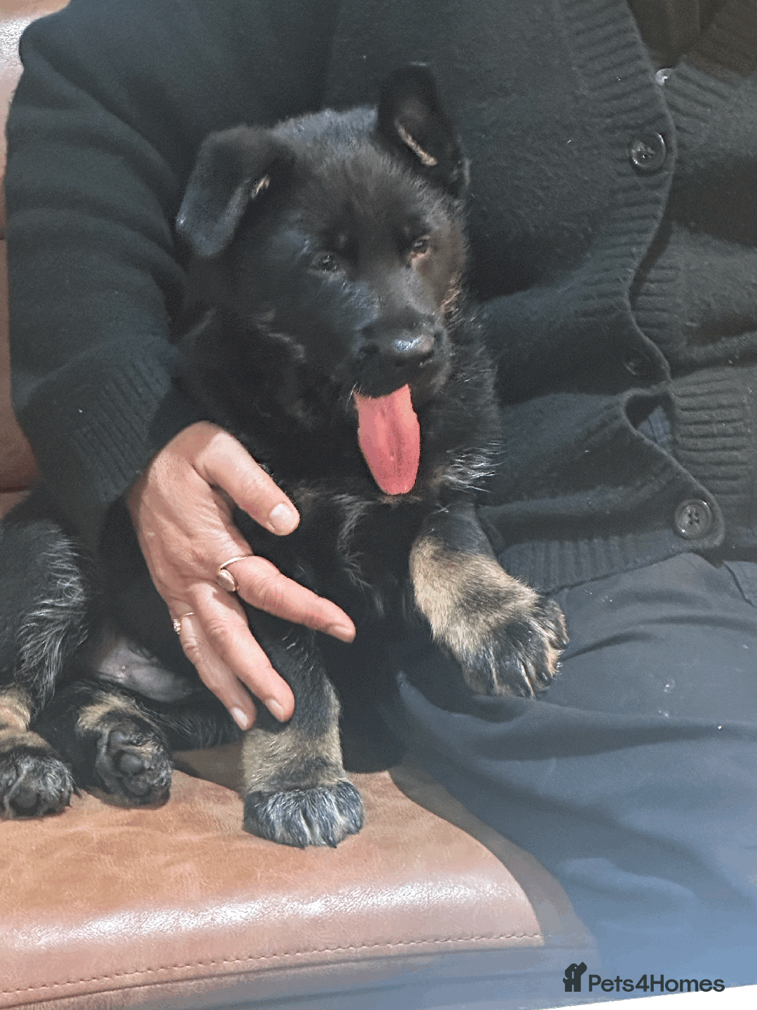 German Shepherd dogs for sale: ONE EXCLUSIVE FEMALE GSD PUP, HOME RARED AND BRED. - Advert 40
