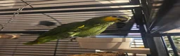 Parrots birds for sale: Africian orange winged parrot  - Advert 6