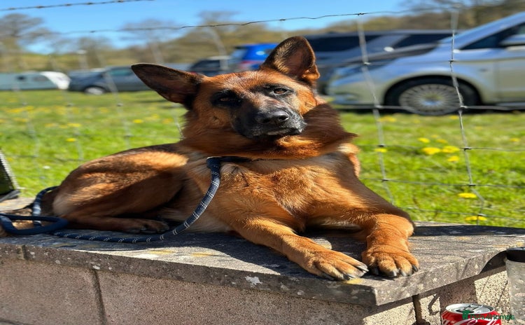 German Shepherd dogs ****UPCOMING LITTER*** - Advert 1